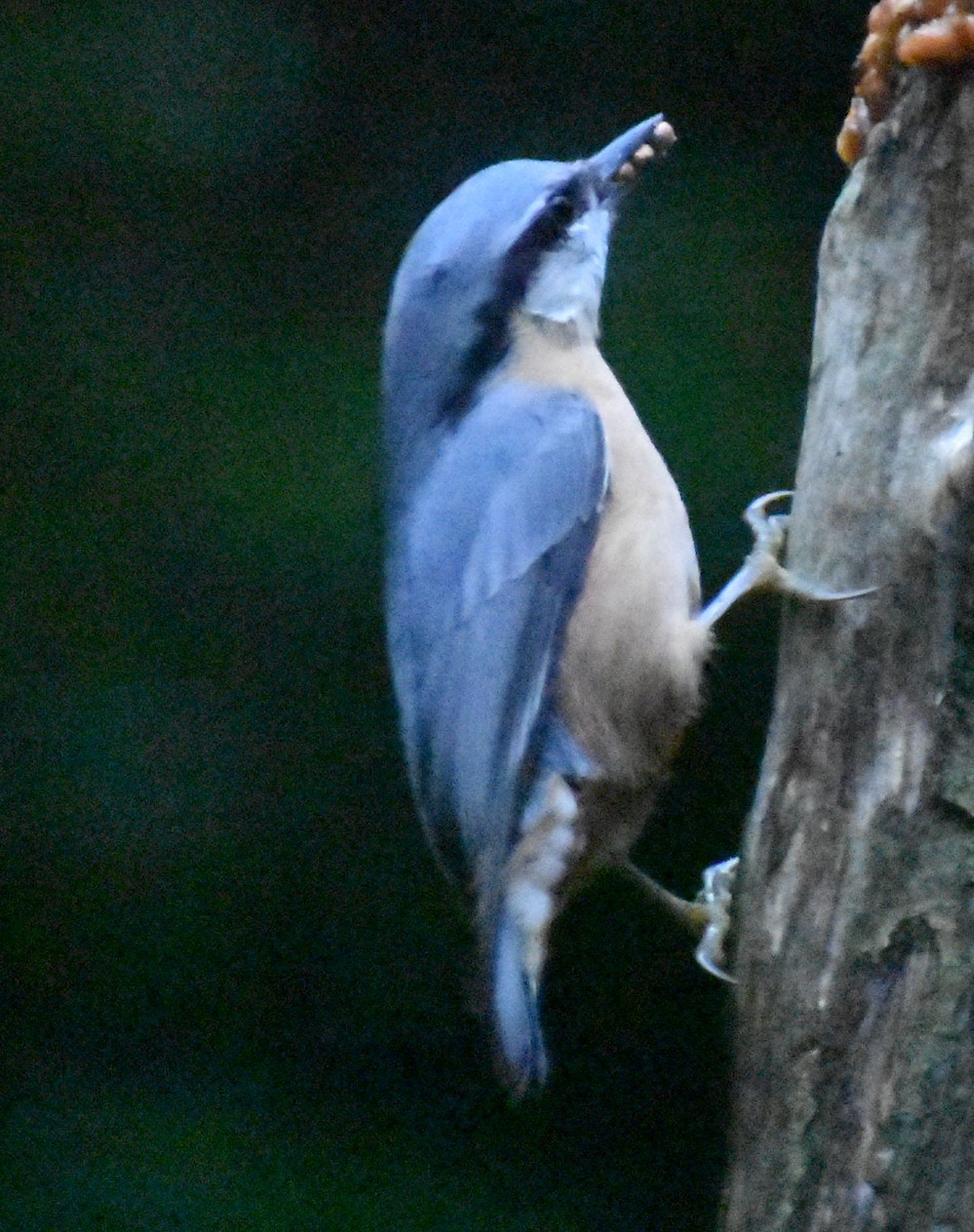 סיטה אירופית - ML646178936