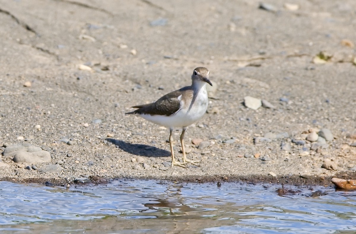 ביצנית נקודה - ML646178942