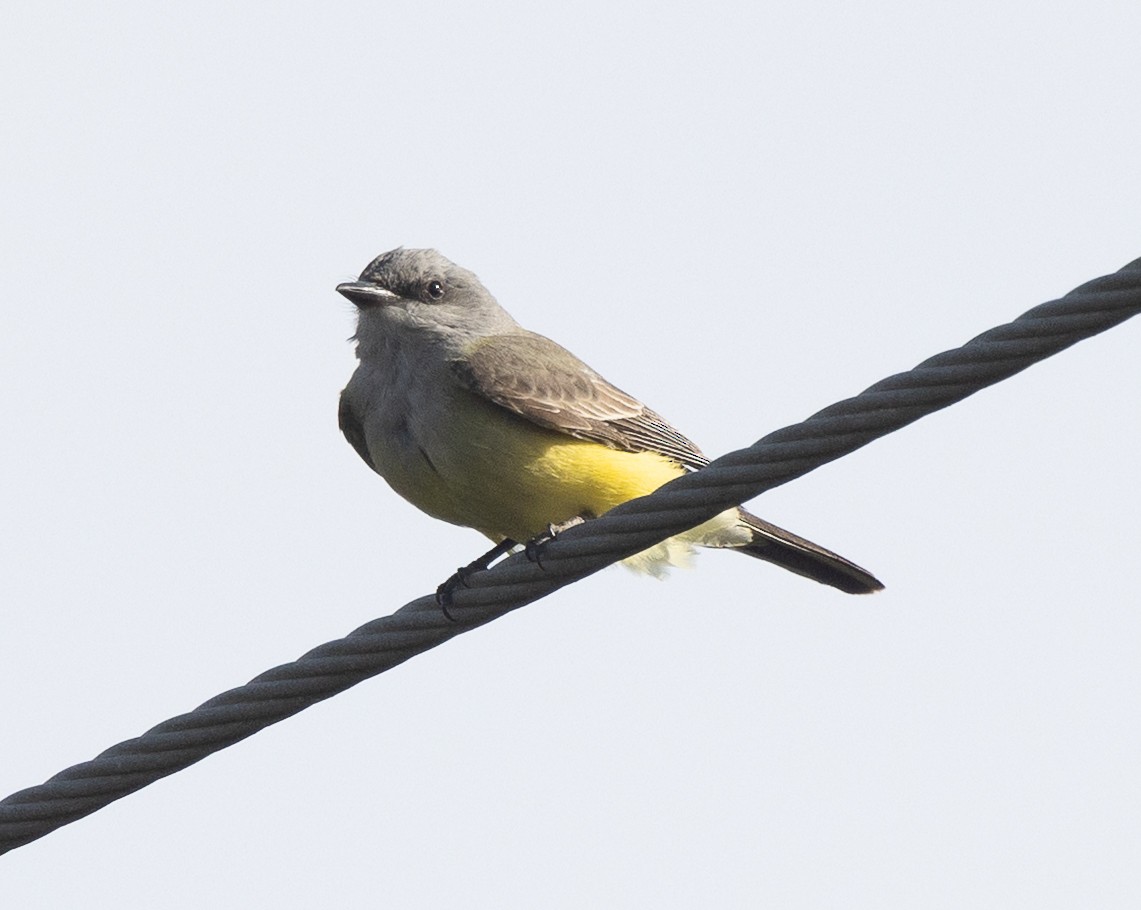 Western Kingbird - ML646178947