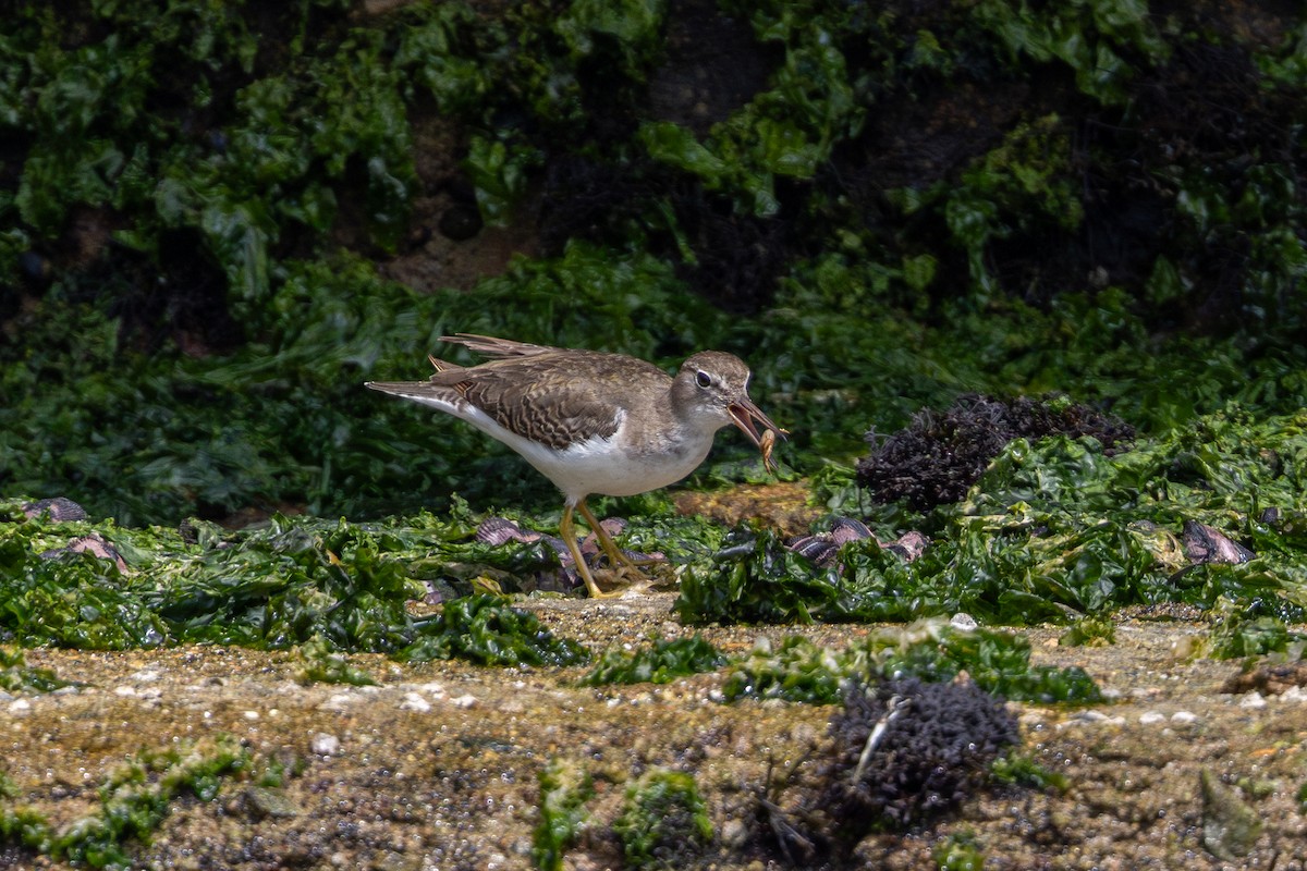 ביצנית נקודה - ML646178955