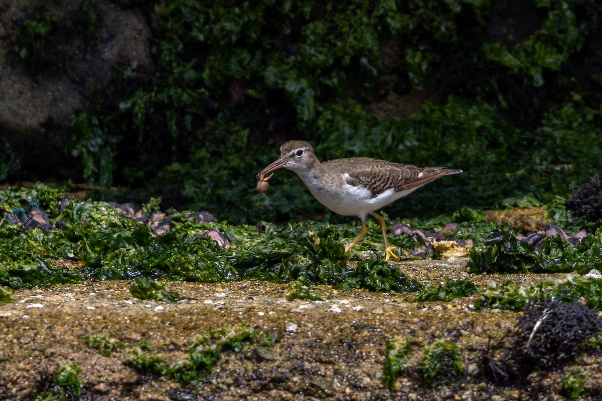 ביצנית נקודה - ML646178956