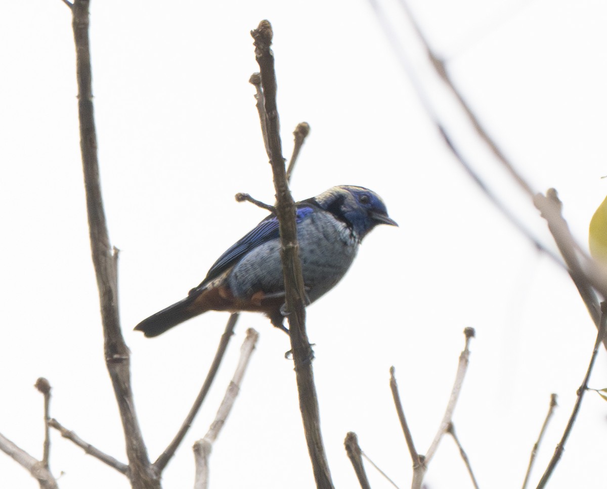 Opal-rumped Tanager - ML646178959
