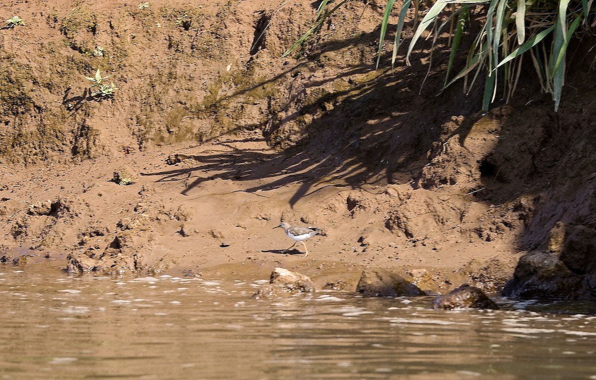 ביצנית נקודה - ML646178960