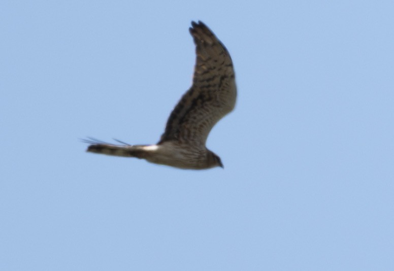 Montagu's Harrier - ML646178962