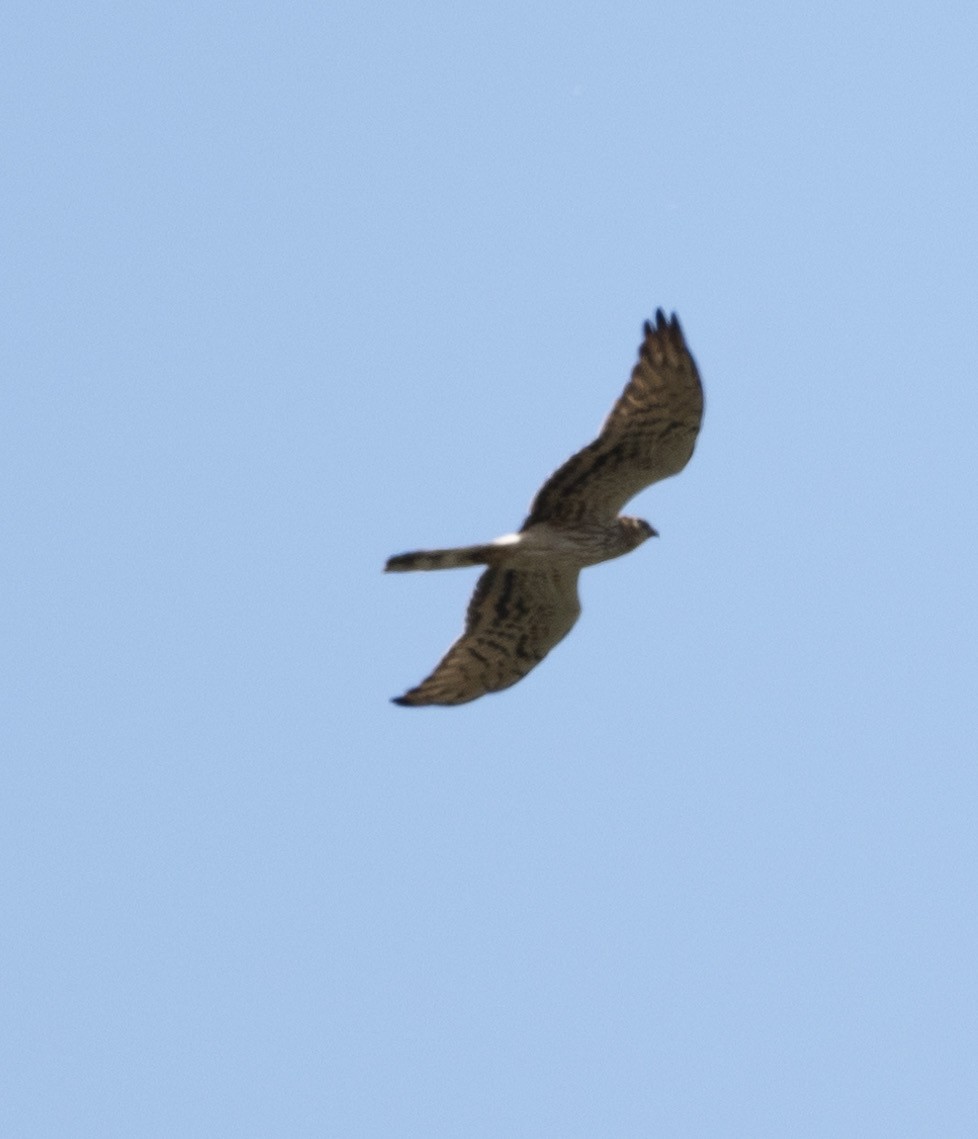 Montagu's Harrier - ML646178963