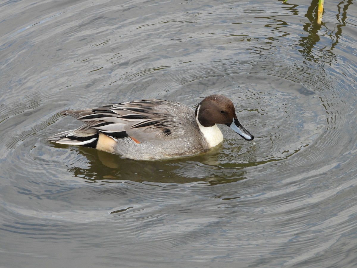 stjertand - ML646178964