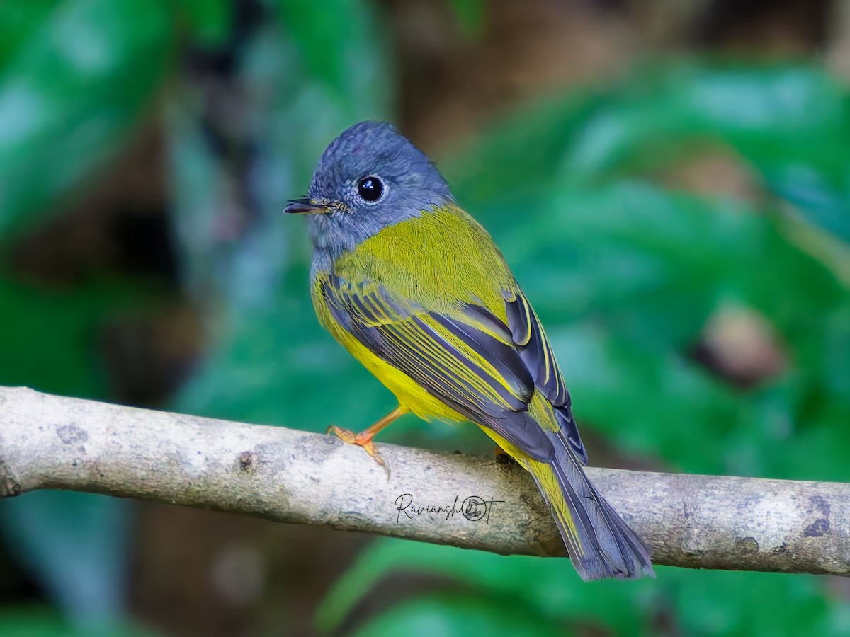 gråhodefluejeger - ML646178967