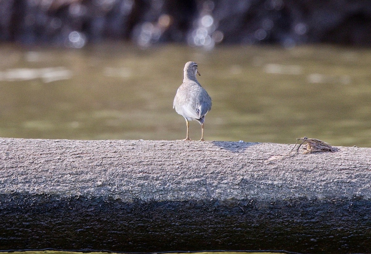 ביצנית נקודה - ML646178972