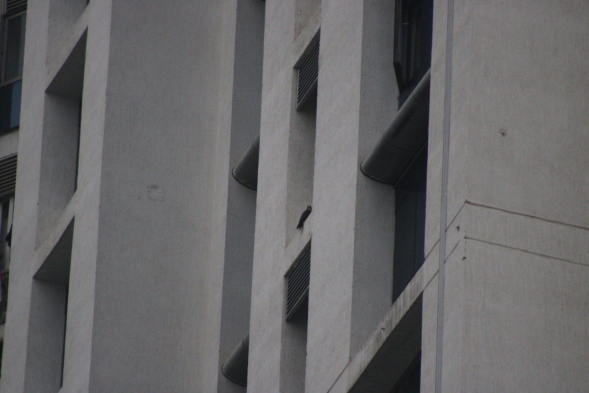 Peregrine Falcon (Shaheen) - ML646178980