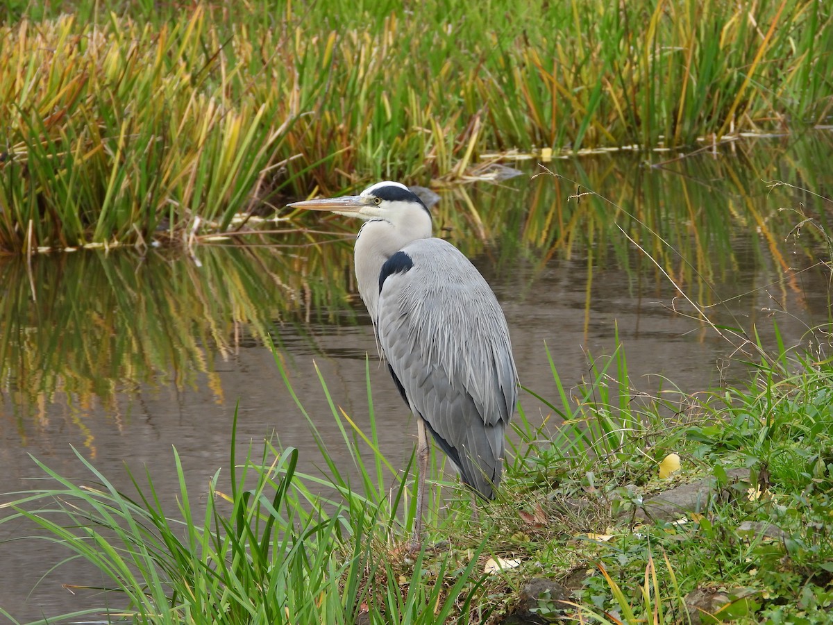 gråhegre - ML646178991