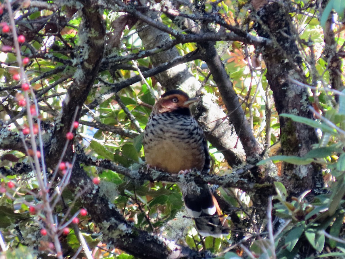 Spotted Laughingthrush - ML646178992