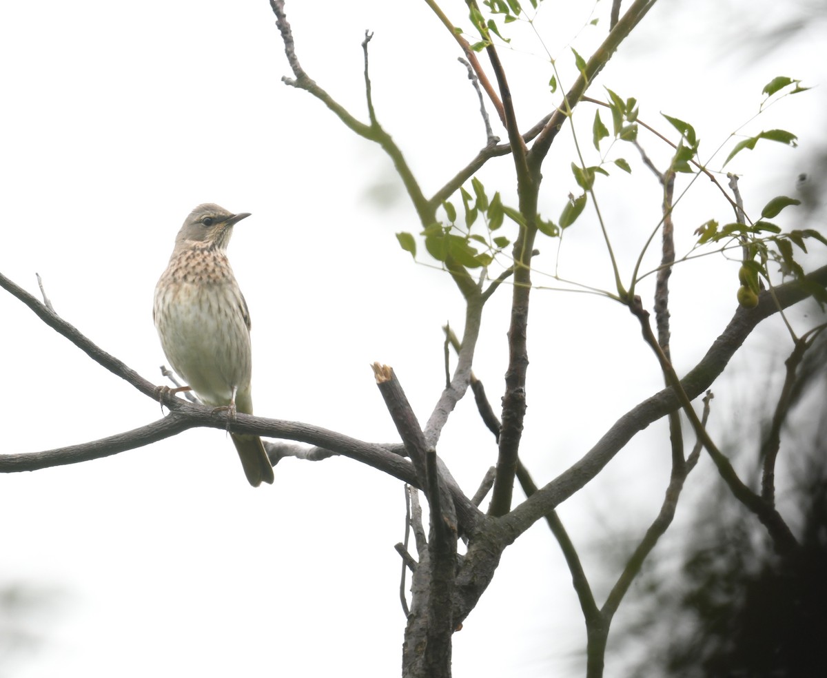 Red-throated Thrush - ML646178994