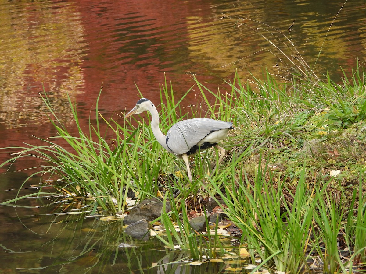 gråhegre - ML646178995