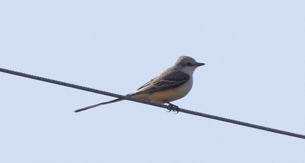 Scissor-tailed Flycatcher - ML646178997