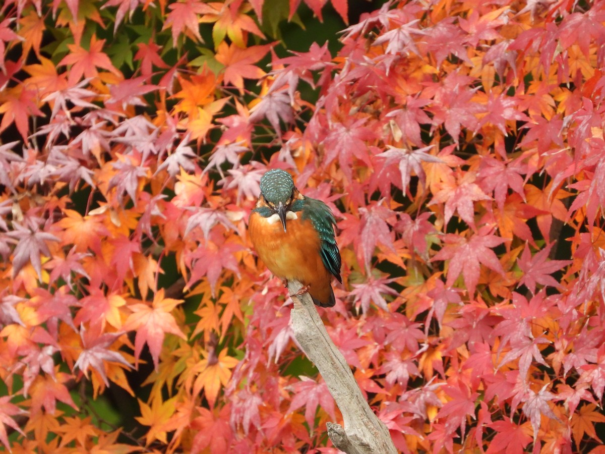 isfugl - ML646179006