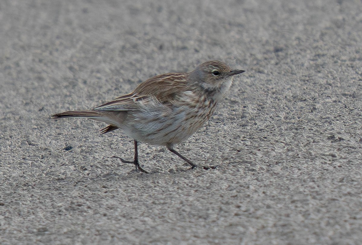 Water Pipit - ML646179010