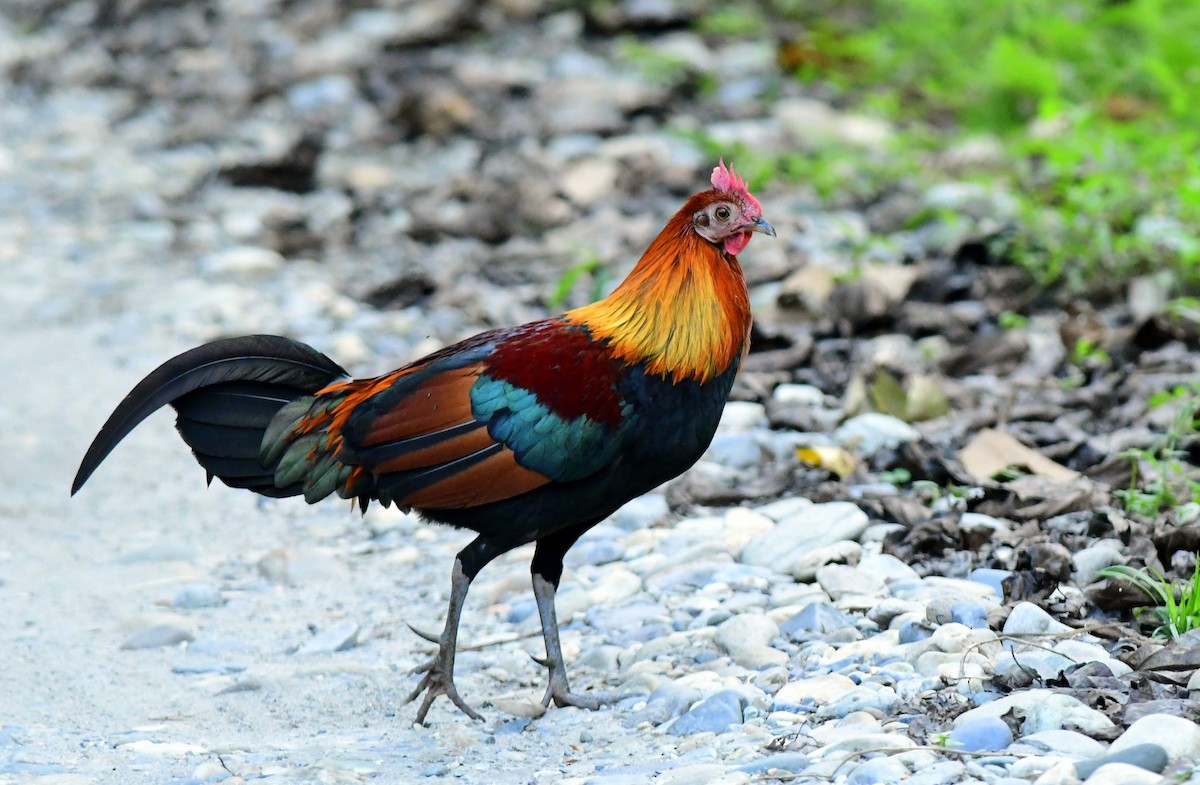 Red Junglefowl - ML646179011