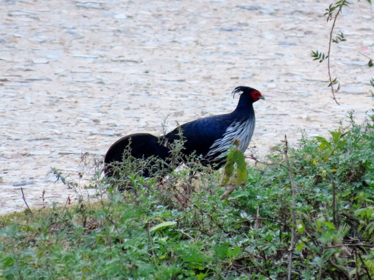 Kalij Pheasant - ML646179026