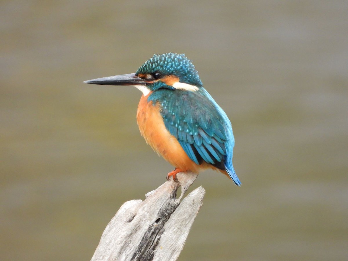 isfugl - ML646179049