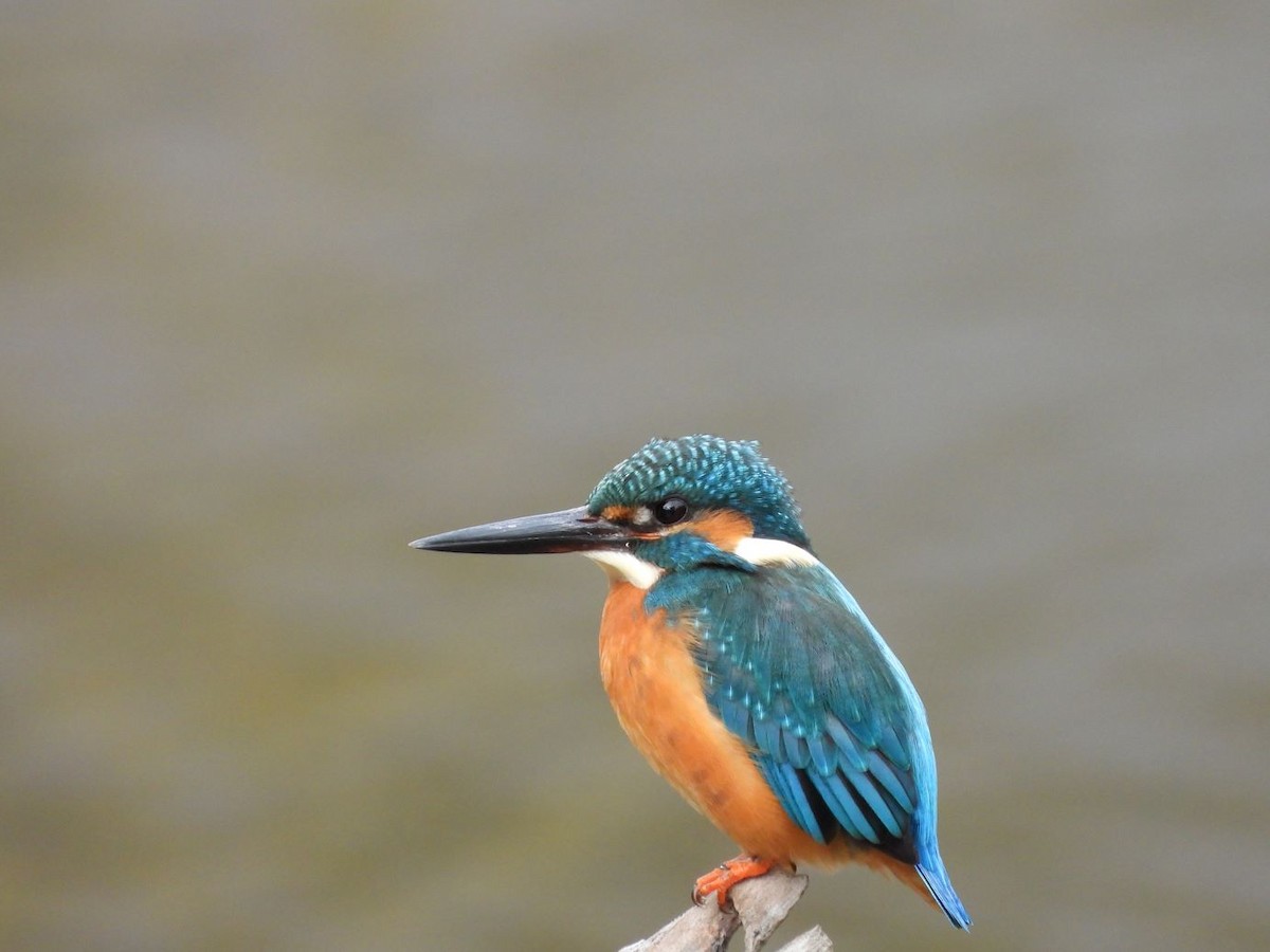 isfugl - ML646179050