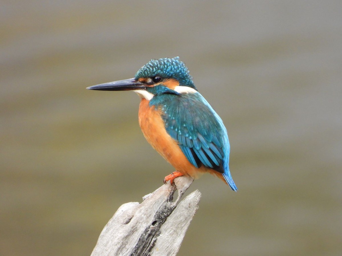 isfugl - ML646179051