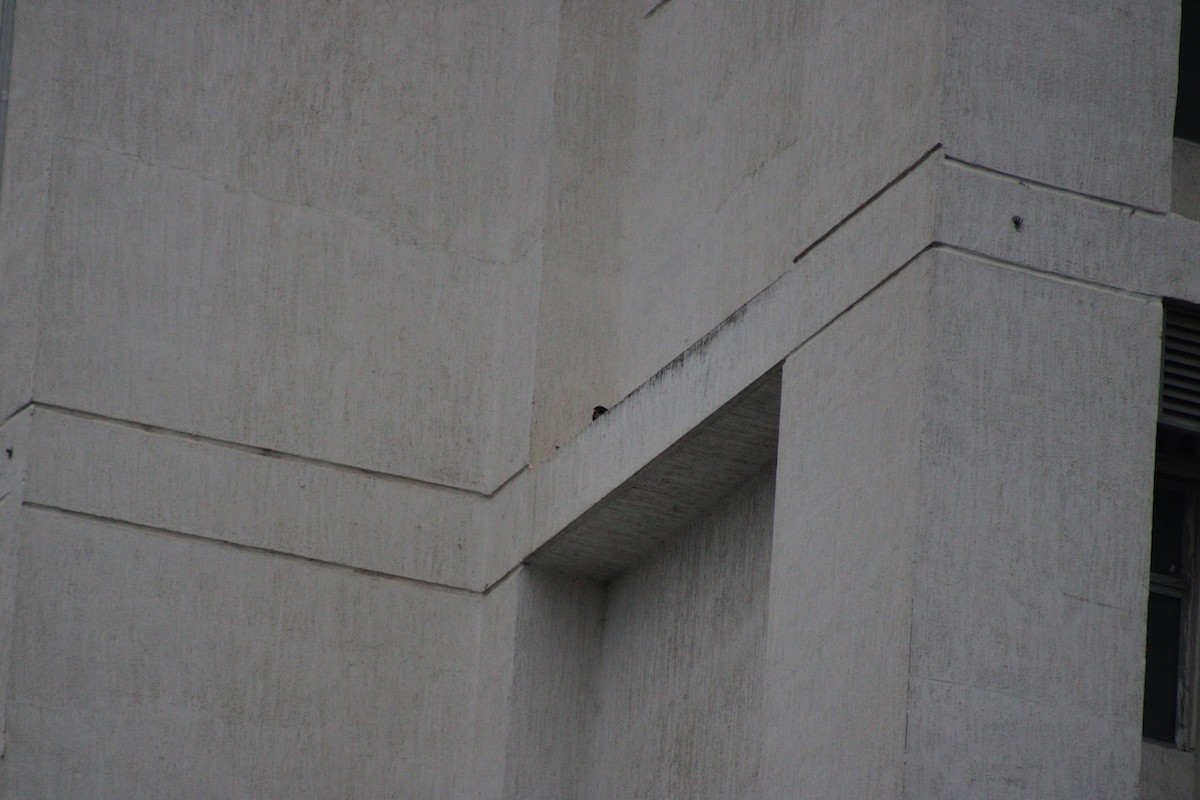 Peregrine Falcon (Shaheen) - ML646179052