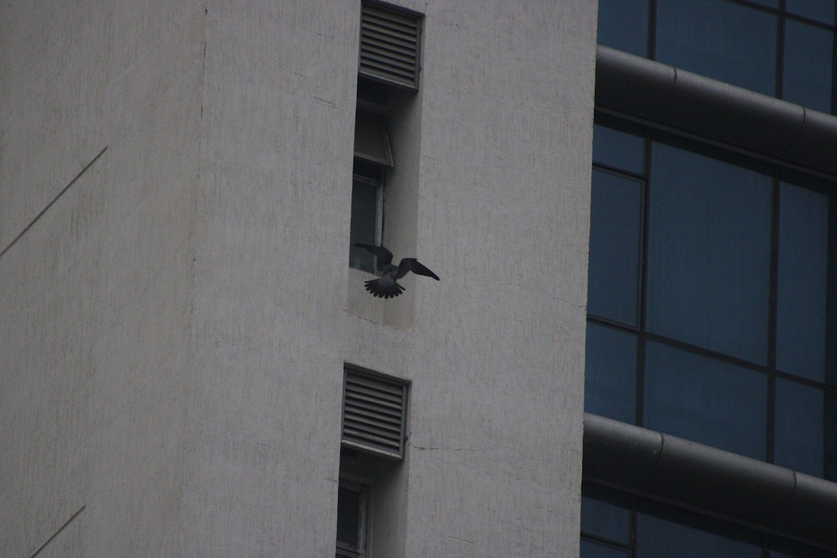 Peregrine Falcon (Shaheen) - ML646179066