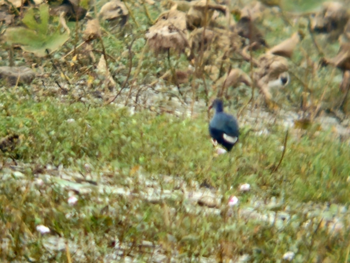 Uroilo urdin burugrisa - ML646179069