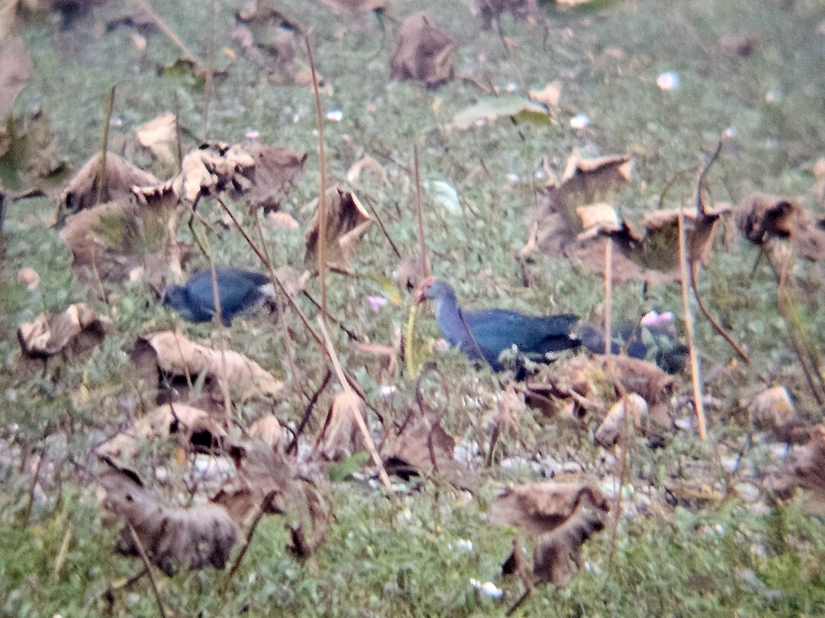 Uroilo urdin burugrisa - ML646179070