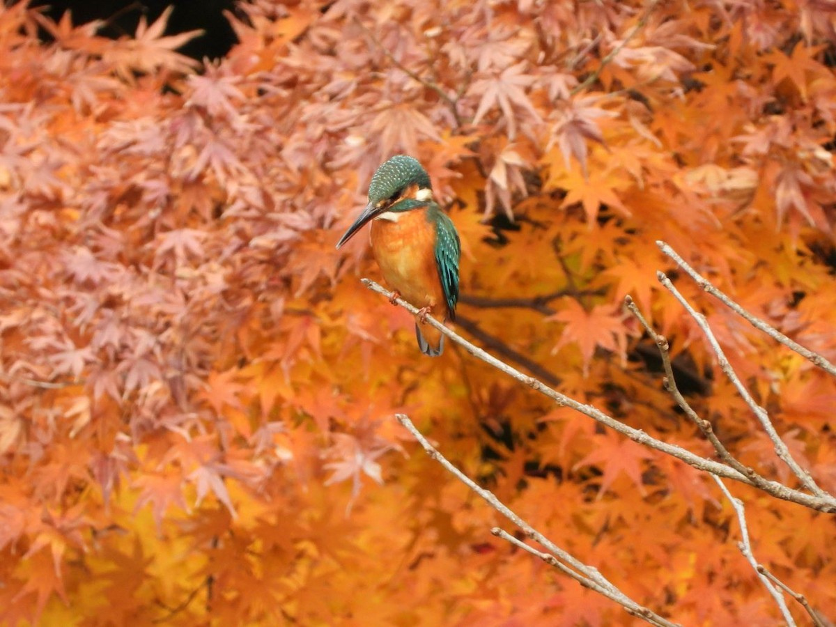 isfugl - ML646179071