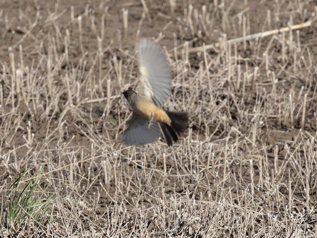 Say's Phoebe - ML646179075