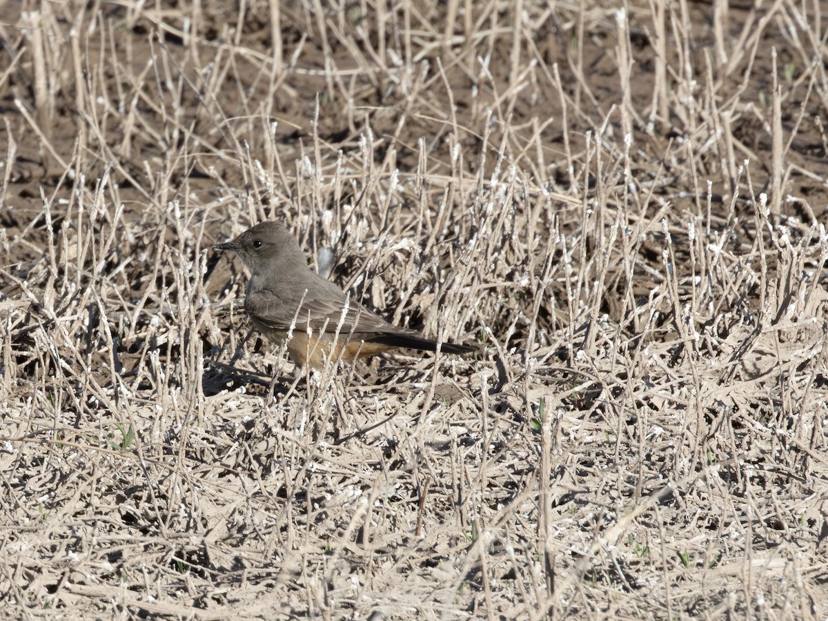 Say's Phoebe - ML646179076