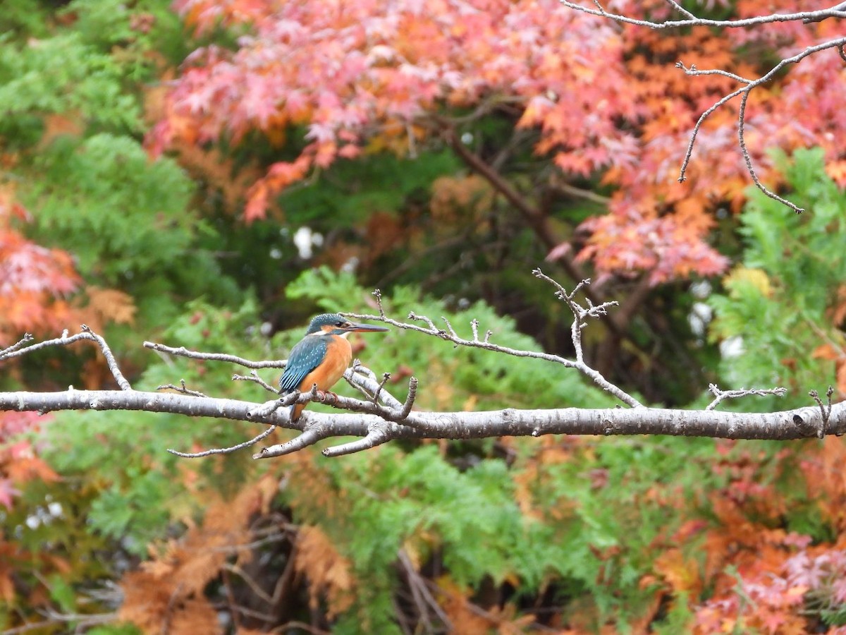 isfugl - ML646179077