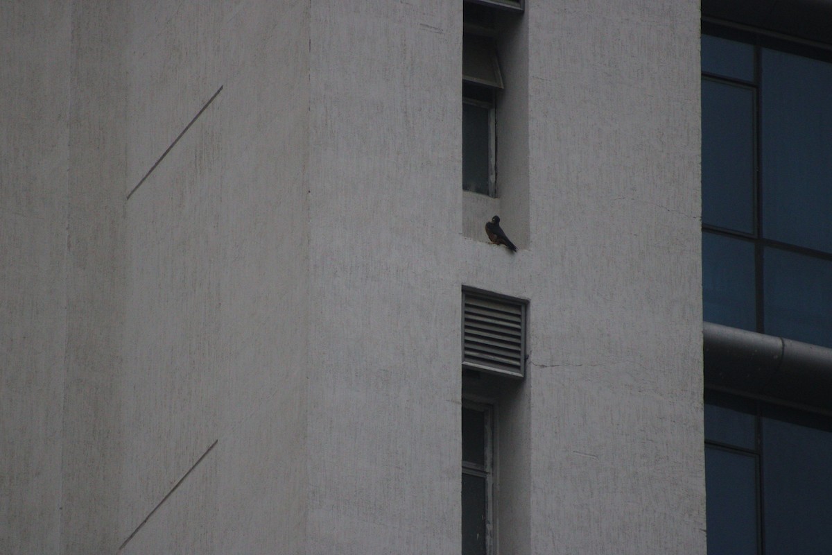 Peregrine Falcon (Shaheen) - ML646179080