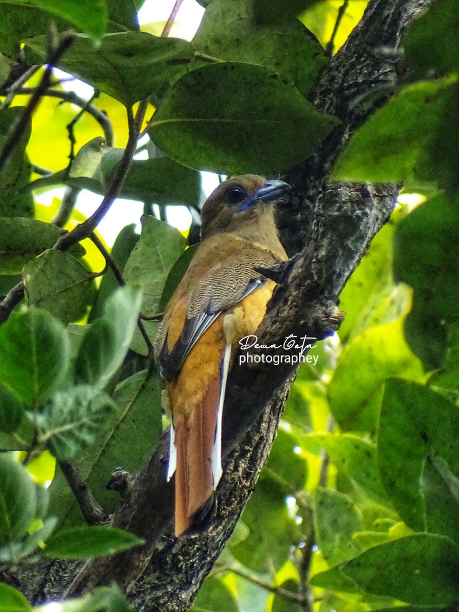 Malabar Trogon - ML646179084