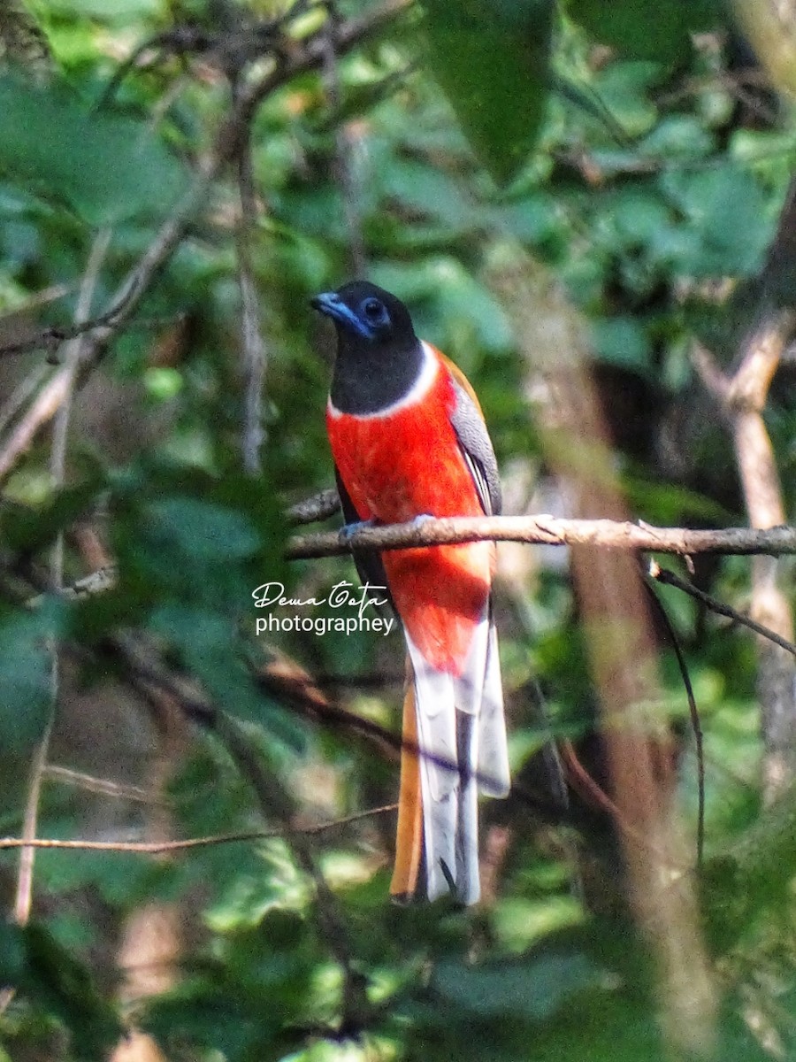 Malabar Trogon - ML646179085