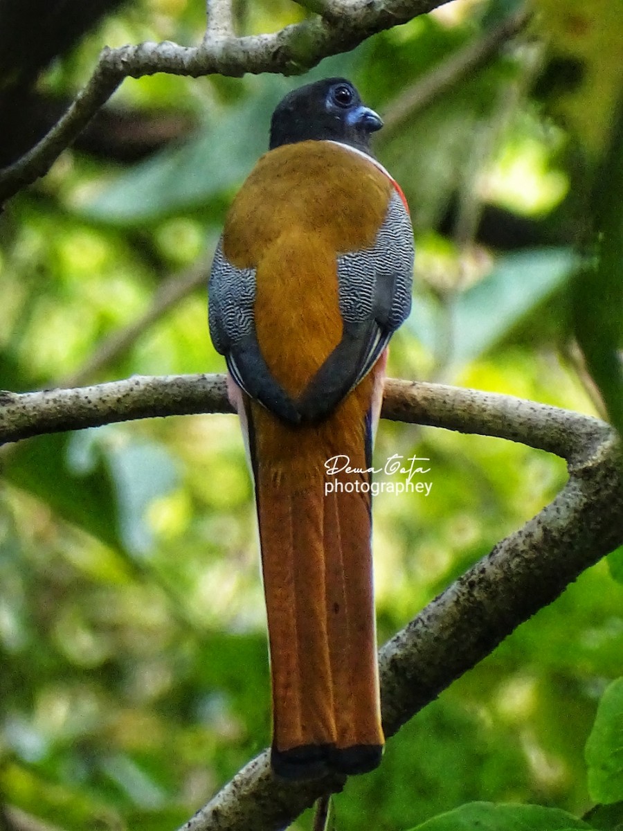 Malabar Trogon - ML646179086