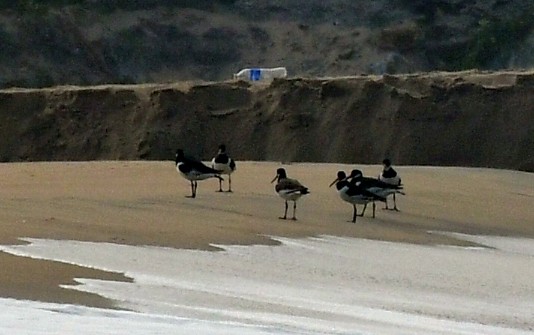 שלצדף החוף - ML646179087