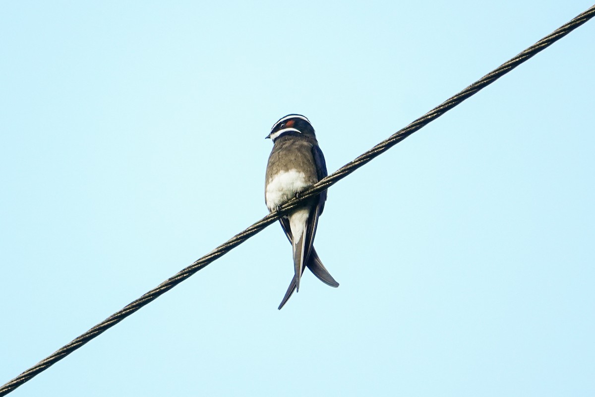Whiskered Treeswift - ML646179088