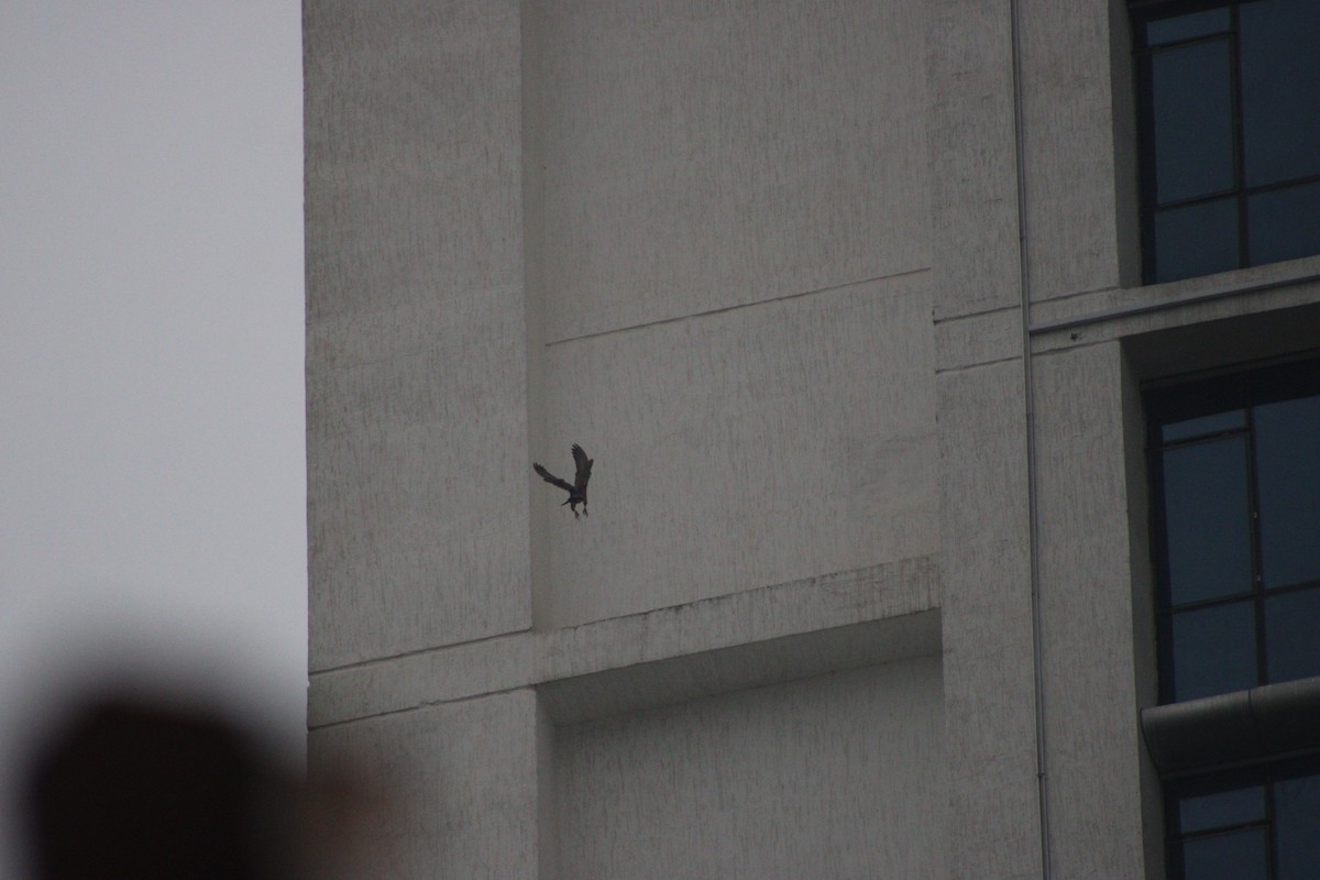 Peregrine Falcon (Shaheen) - ML646179089