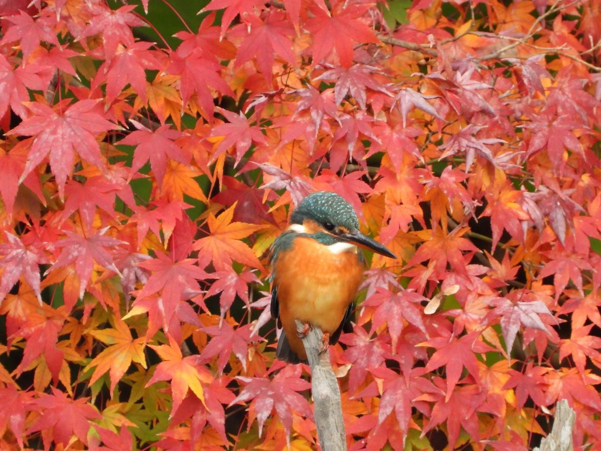 isfugl - ML646179090