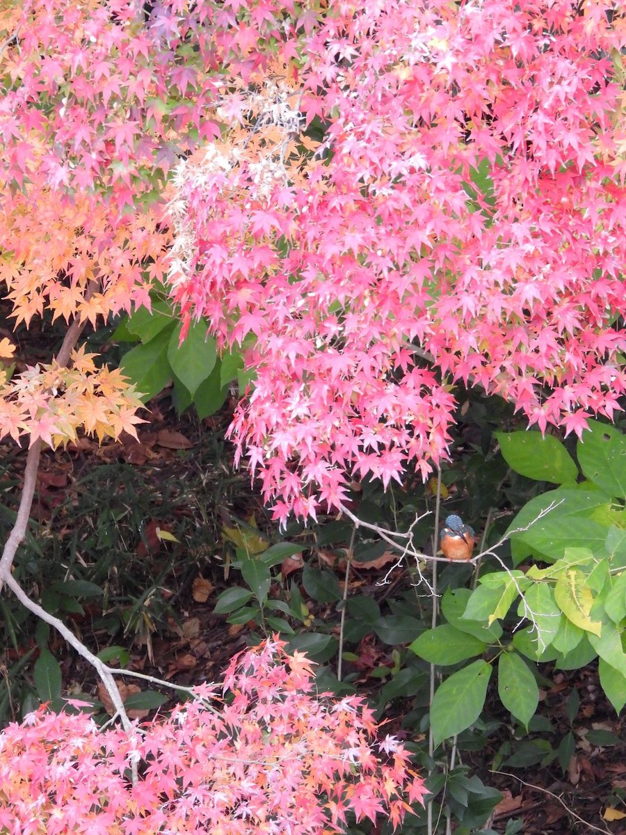 isfugl - ML646179091