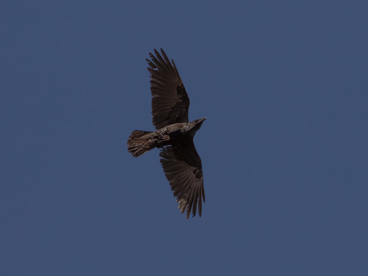 Chihuahuan Raven - ML646179092