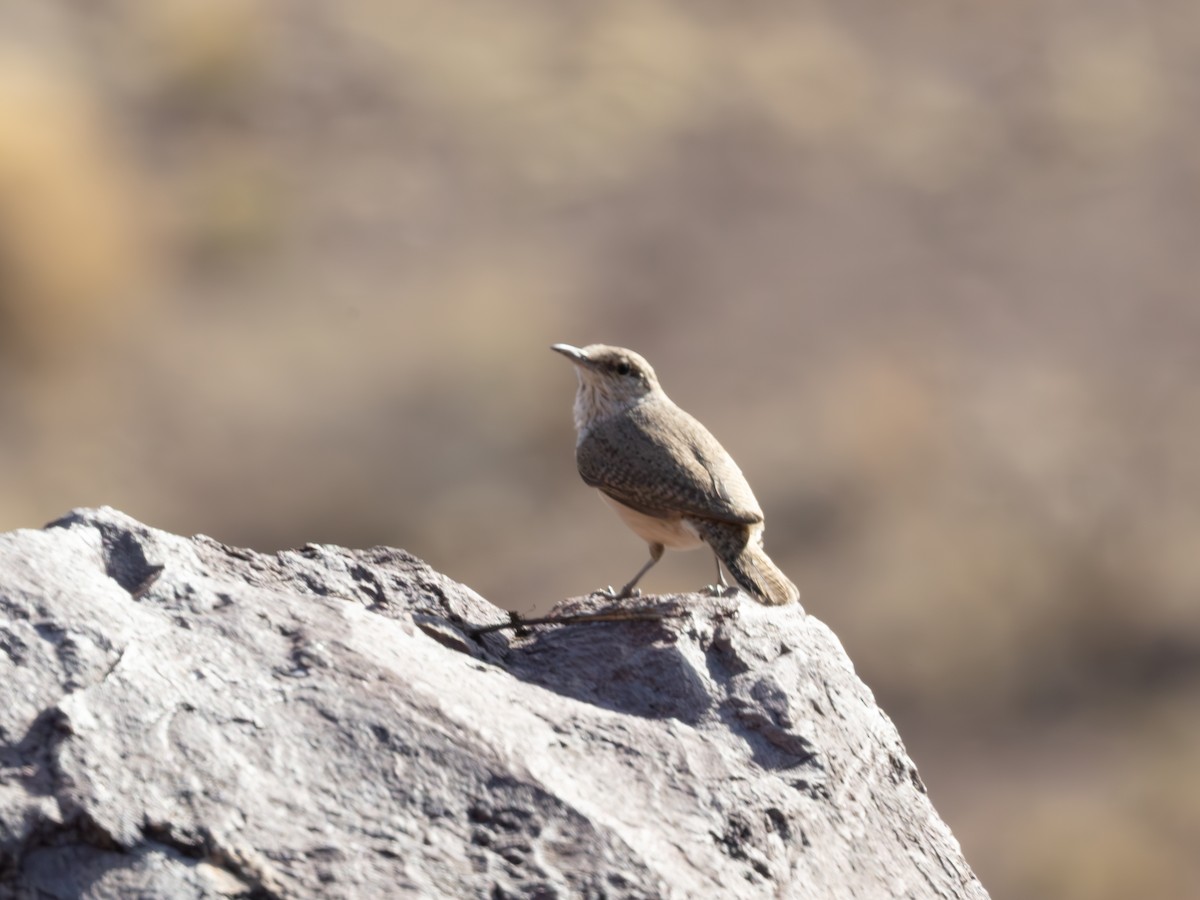 střízlík skalní - ML646179105