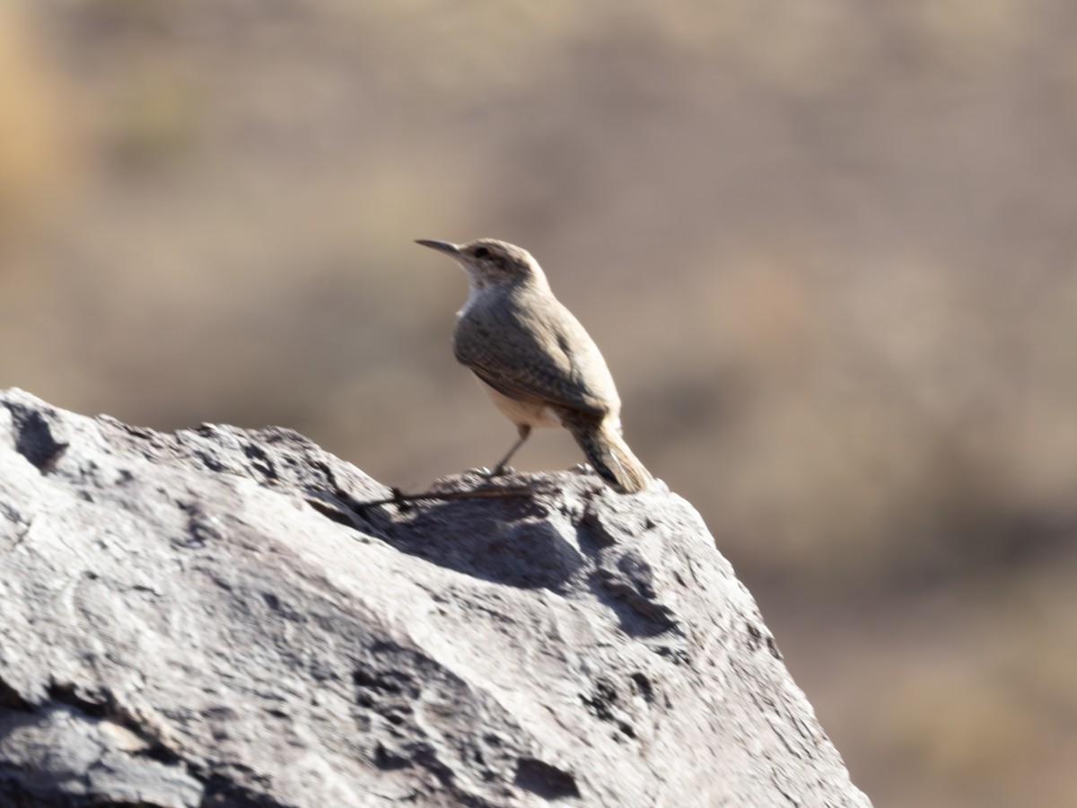 střízlík skalní - ML646179106