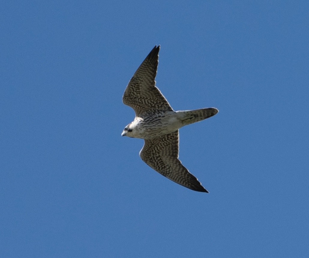 Peregrine Falcon (Tundra) - ML646179109