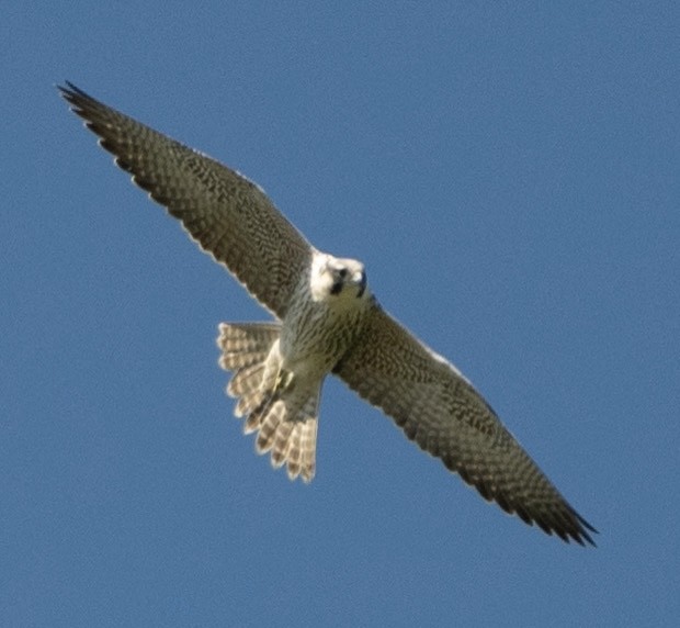 Peregrine Falcon (Tundra) - ML646179110