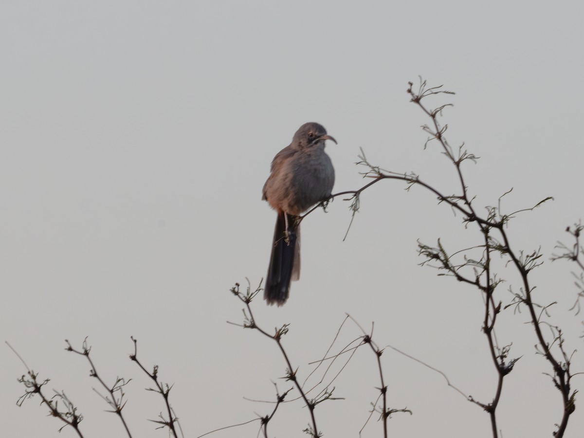 Crissal Thrasher - ML646179117