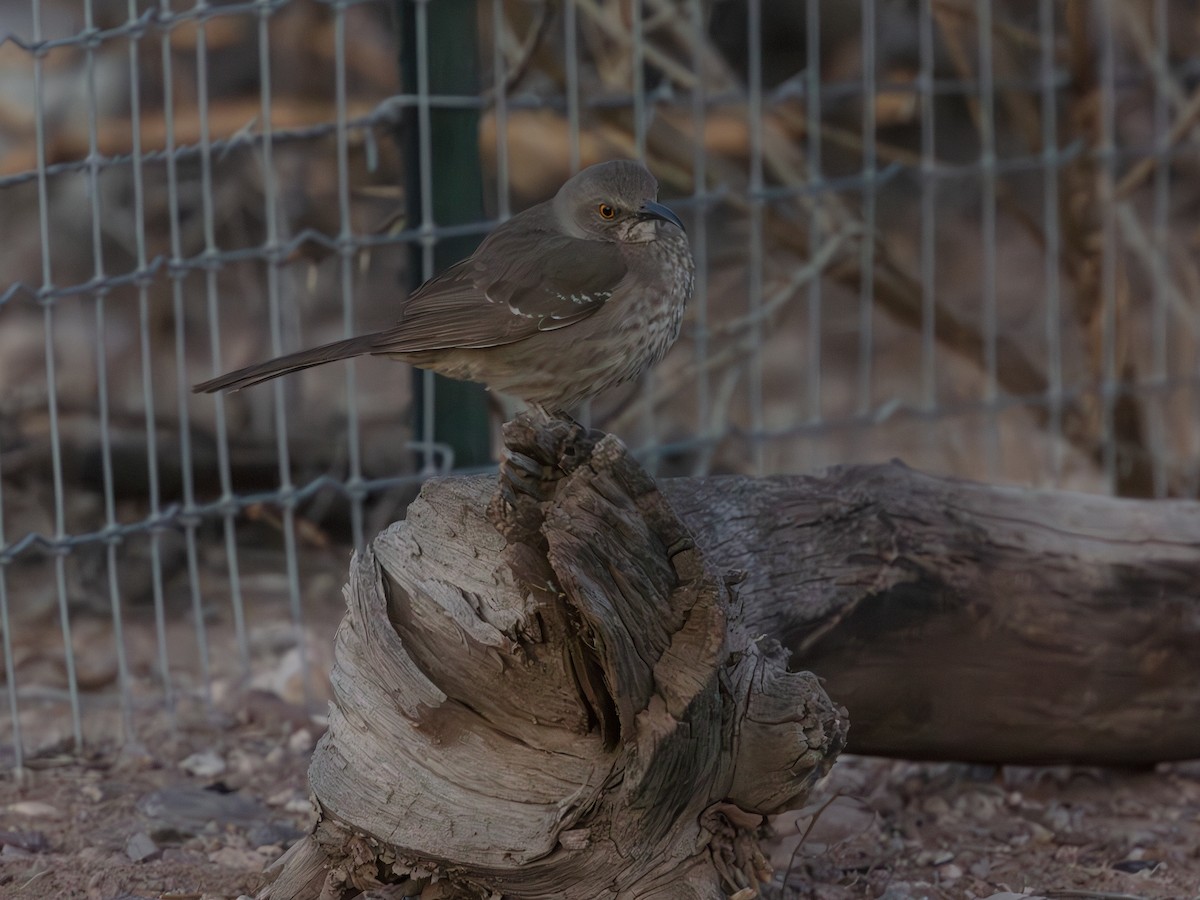 drozdec skvrnitoprsý - ML646179121