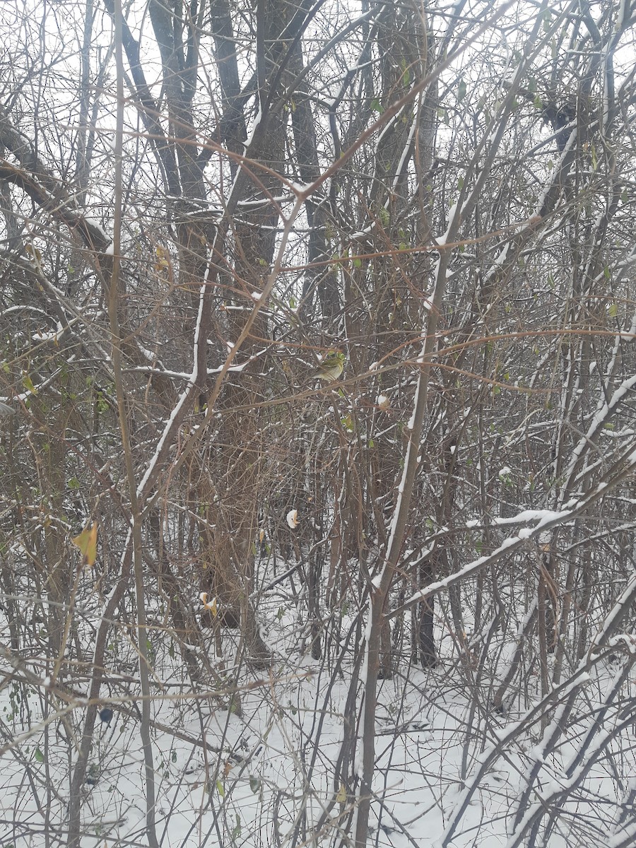 Tennessee Warbler - ML646179124